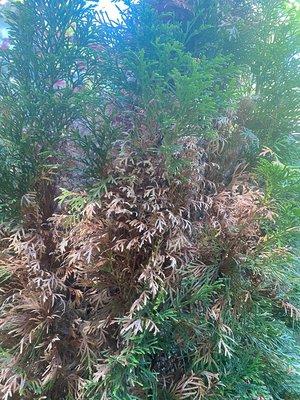 Sun burned arborvitae. They told us to cut back watering. Was told by an arborist that it needs more water, not less.