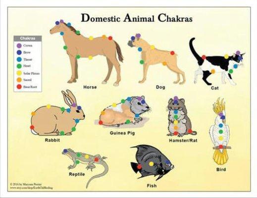 Animal Chakras