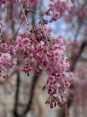 April 5 2020; Cherry blossoms.