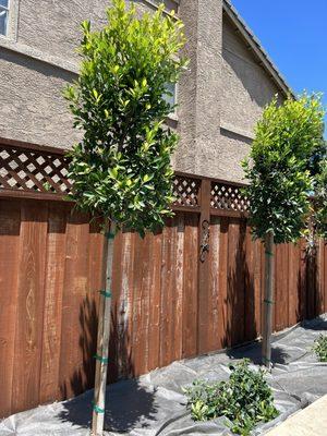 Hollywood Ficus tree