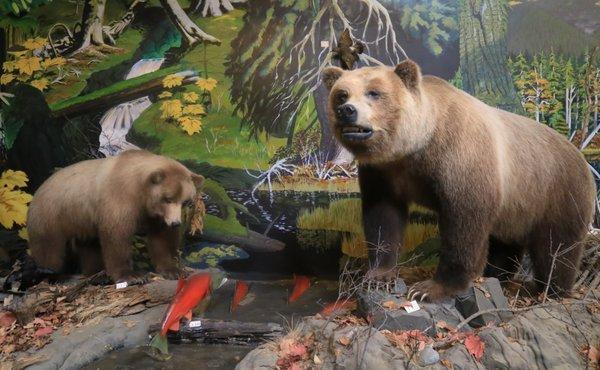 Bears in the natural history museum