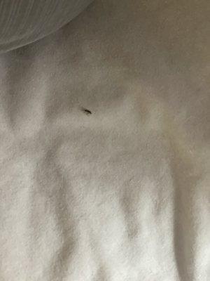 Roach on the bed sheets