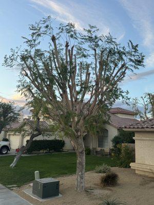 Tree trimming-la quinta 760-972-7873