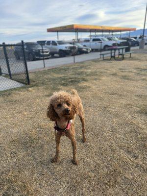 Amazing, clean, stocked with dog bags park! The girls really enjoyed running around for a few minutes