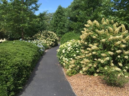 Pathway through varieties of blooming hydrangeas at Olmsted Linear Park.