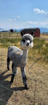 The Alpacas and llamas at this place are adorable.You have to come see them, hold them, walk them, feed them!