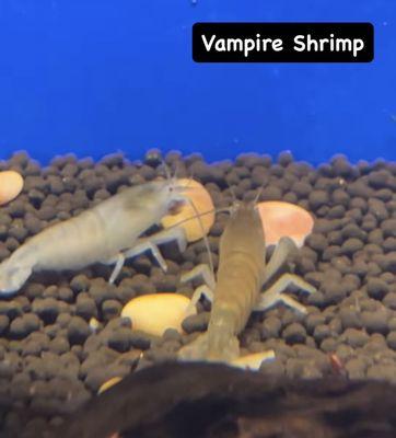 Vampire shrimp