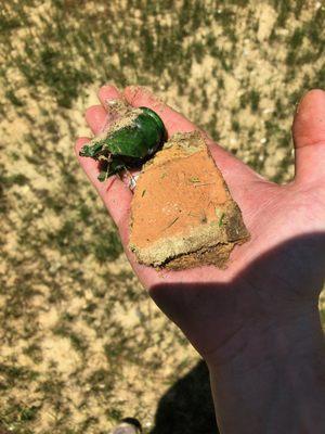 debris found in dirt Regalbuto used to cover new septic