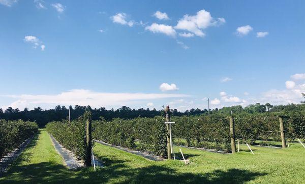 BlackBerry fields - As of June 18, Blackberries are officially over here!