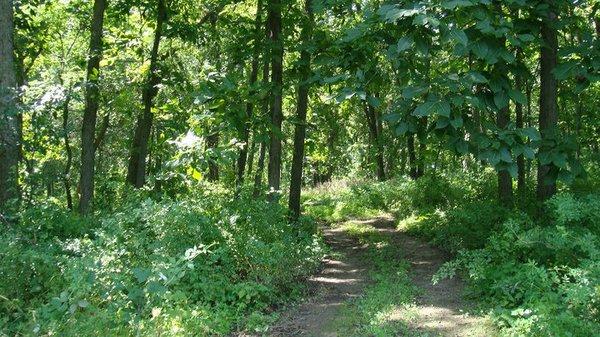 Trail in the woods