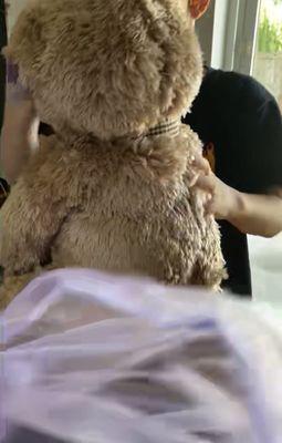 The teddy bear is so huge!