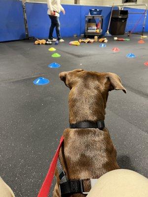 WOOFS! Dog Training Center