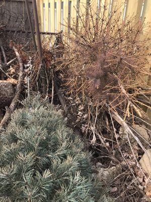 Our tree compared to neighbors that is decomposing at a normal rate and turned brown like a tree would