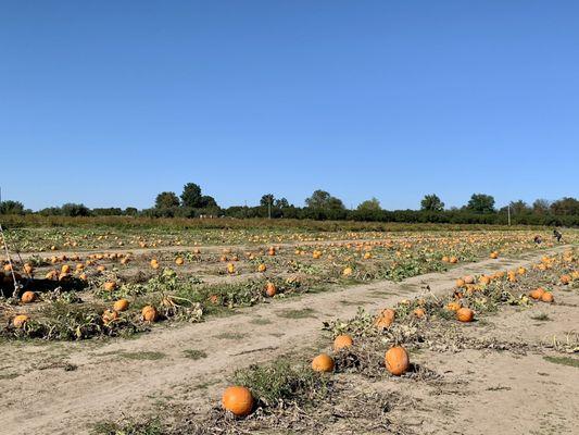 Pumpkin Patch