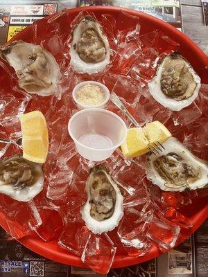 Oysters (6)