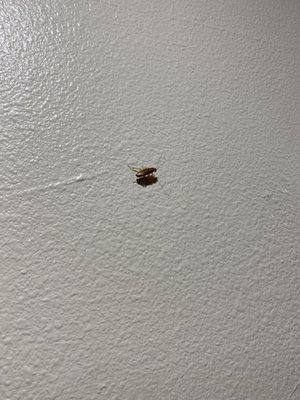 Roach  on the wall