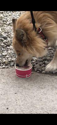 Fuzz eating vanilla ice cream