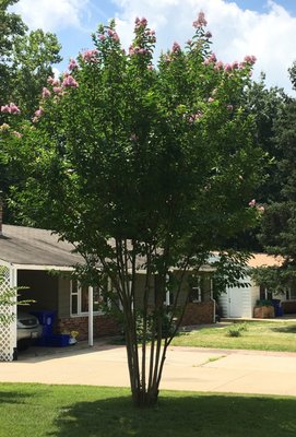 Crapemyrtle after pruning