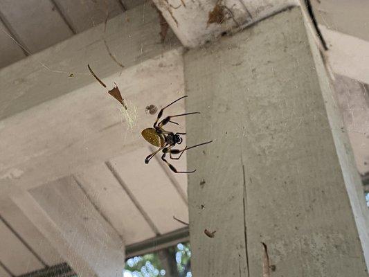 It's just a garden spider they said