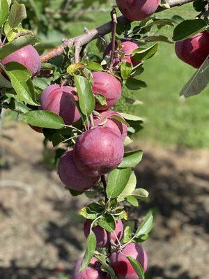 Local apples