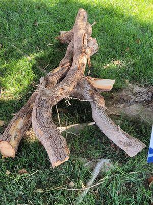 HUGE tree roots that were lifting my sidewalk.