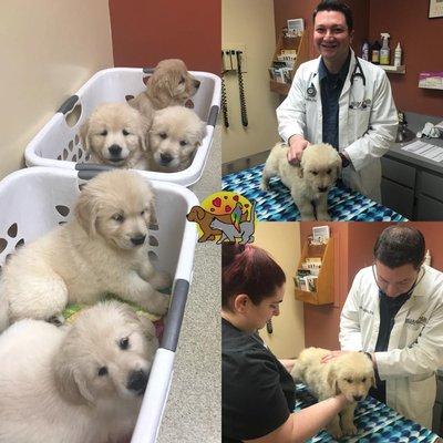 We love puppy snuggles! Dr. Goldstein and Amanda had their hands full with 2 litters of golden retriever puppies!