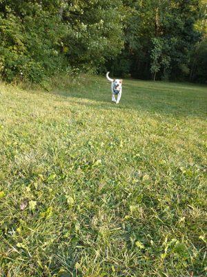 Dog exercise area.