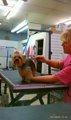 Pico getting a hair trim with Owner, Caroline