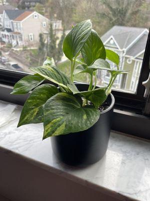 Golden Pothos