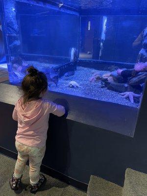 We love the fish tanks with lots of neat creatures to observe and learn about.