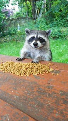 Raccoon eating