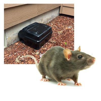 We offer rodent protection and help with preventative measures to make your home rodent free.