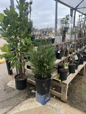 Some plants put out on display like 2 days after the last frost date