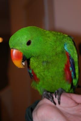 Male Eclectus-sweet hand fed baby Walter!