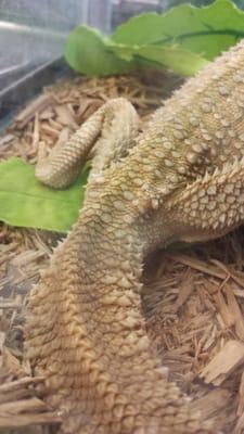 Desert pet has this poor bearded dragon on their sales floor. It's received no vet care.