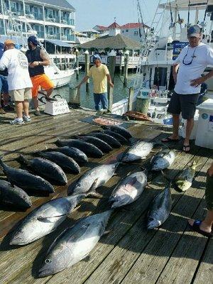 We catch A LOT OF TUNA!