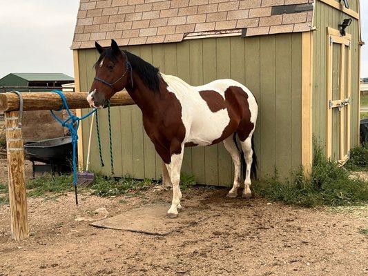 Another pic of my well cared for paint mare