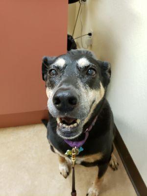 Abby getting acupuncture