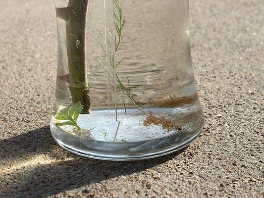 the bottom of the vase from the first arrangement