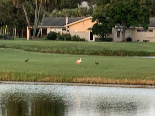 Some of the birds near the 16th.