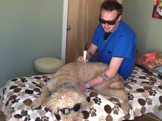 The Animal Hospital provides laser therapy treatments, call to request info.