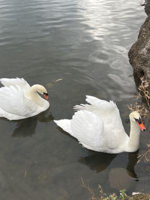 Resident swans