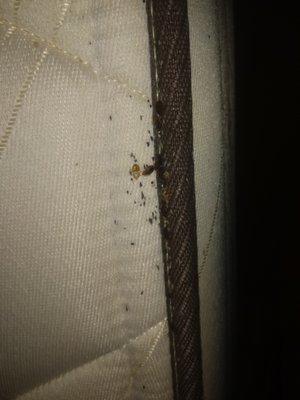 MORE LIVE BED BUGS!