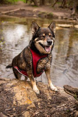 Happiness to me has four legs, fur and a wet nose