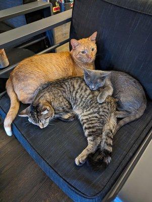 Cat puddle