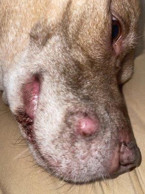 This is his new cyst on his face. It is cancer size of agrape. Apt the 26th at the vet. Unfortunately, the cyst ruptured