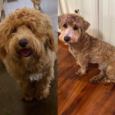 Before (left) and after (right) for Biscuit