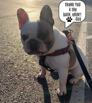 French Bulldog after his grooming session with Erin at Capital City Pet Grooming