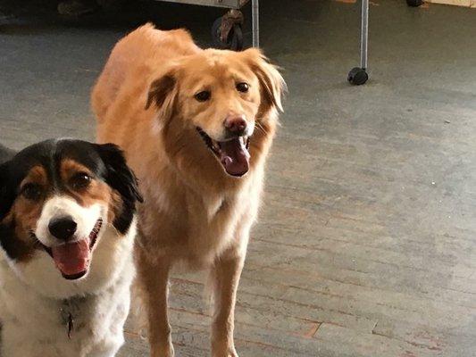 CJ with one of her friends enjoying daycare at Barks on Bauer.