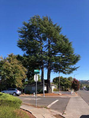 Jeff Lester Arborist